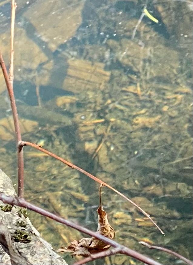 Image of a trout in local creek near Round Valley Lake.